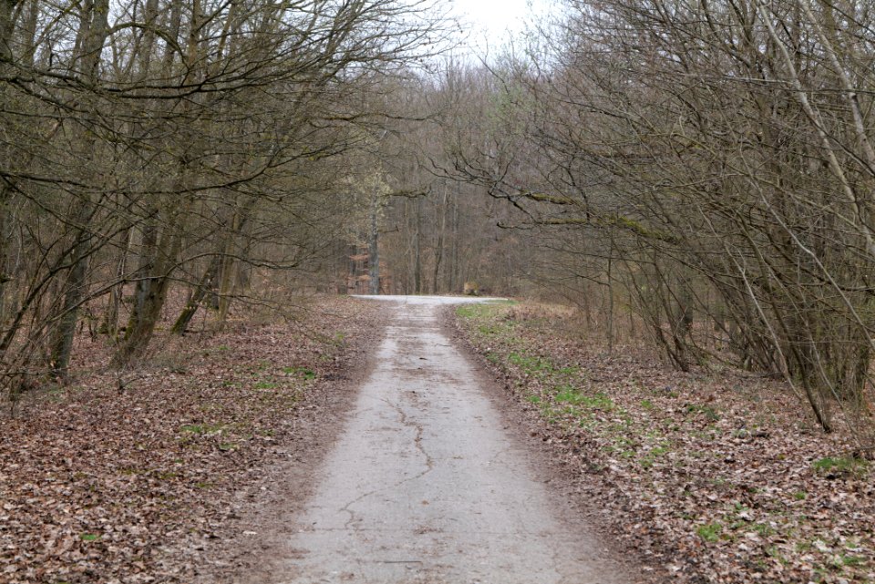 Taunus forest in Ober-Mörlen 2021-04-02 39