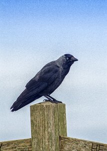 Wild crow black photo