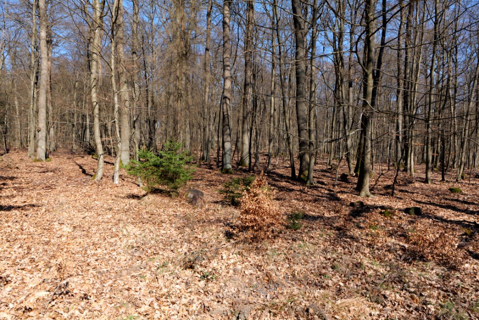 Taunus forest in Ober Rosbach 2021-04-02 14