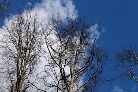 Taunus forest Oberstedten 2021-04-06 45