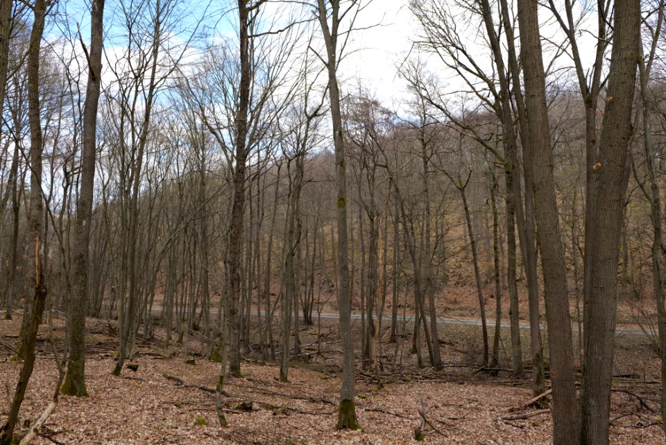 Taunus forest in Ober-Mörlen 2021-04-02 85