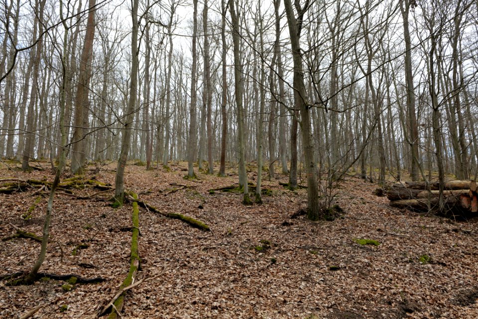 Taunus forest in Ober-Mörlen 2021-04-02 72