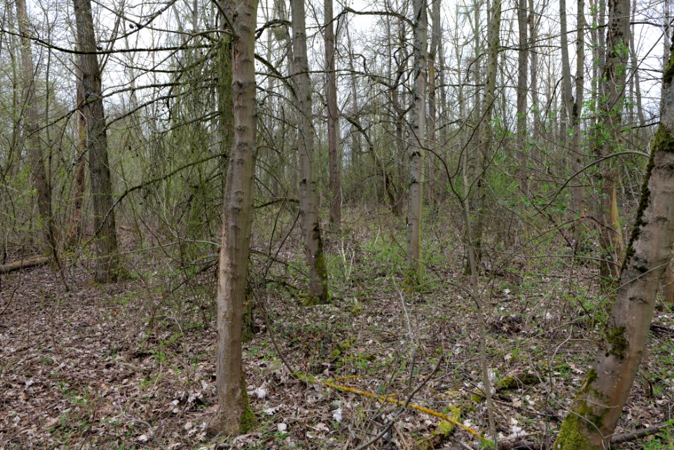 Taunus forest Ockstadt 2021-04-02 05