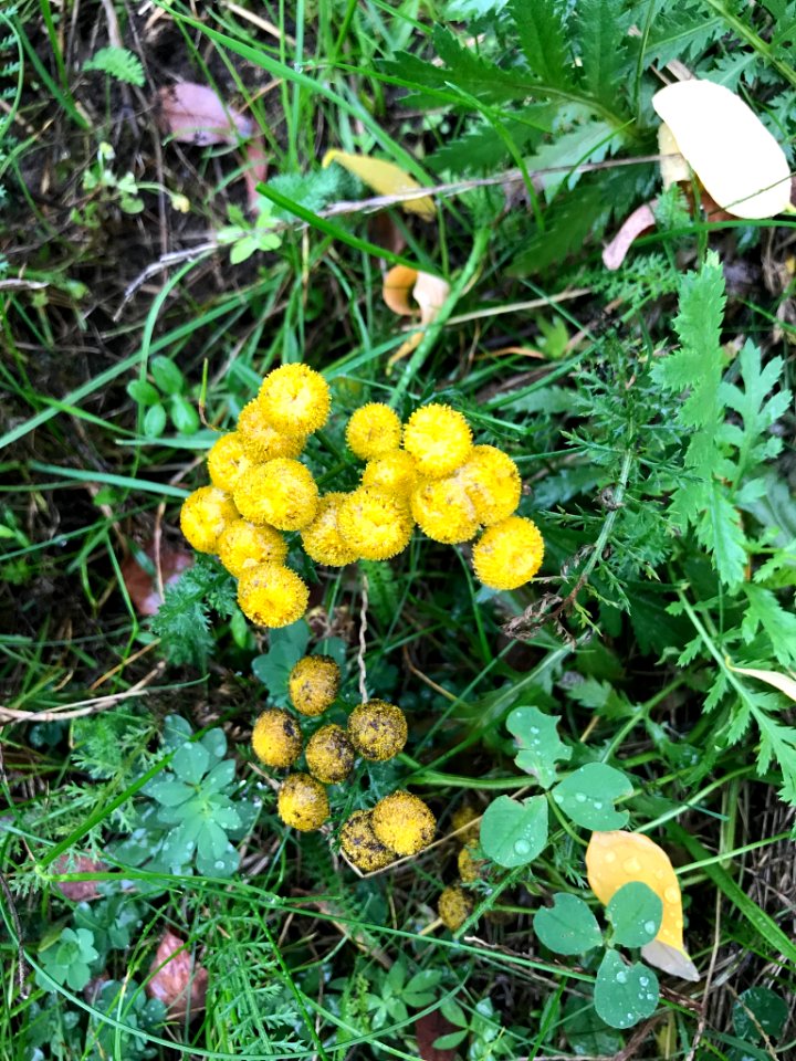 Tanacetum vulgare 55075550