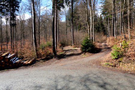 Taunus forest Dornholzhausen 2021-04-06 02