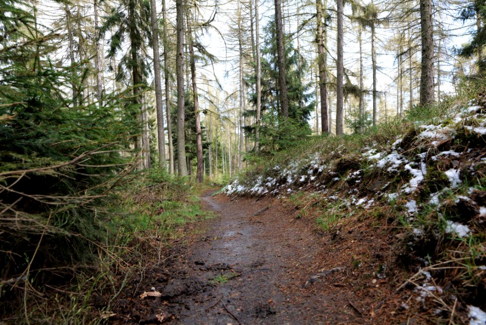 Taunus forest Dornholzhausen 2021-04-06 19