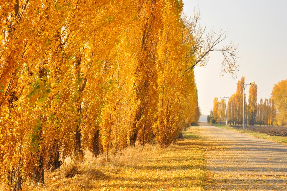 Clear sky fall leaves