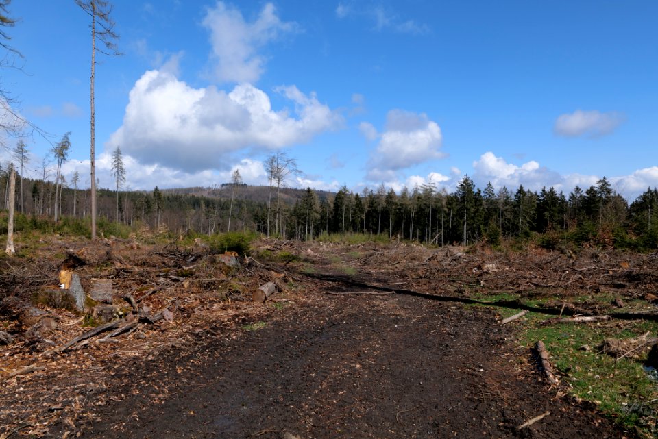 Taunus forest Dornholzhausen 2021-04-06 04