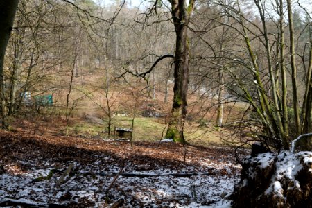 Taunus forest Bad Homburg 2021-04-06 13