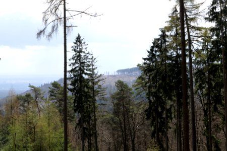 Taunus forest Bad Homburg 2021-04-06 01