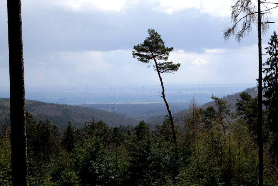Taunus forest Bad Homburg 2021-04-06 03