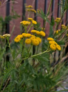 Tanacetum vulgare, 2015-07-18, Beechview, 01