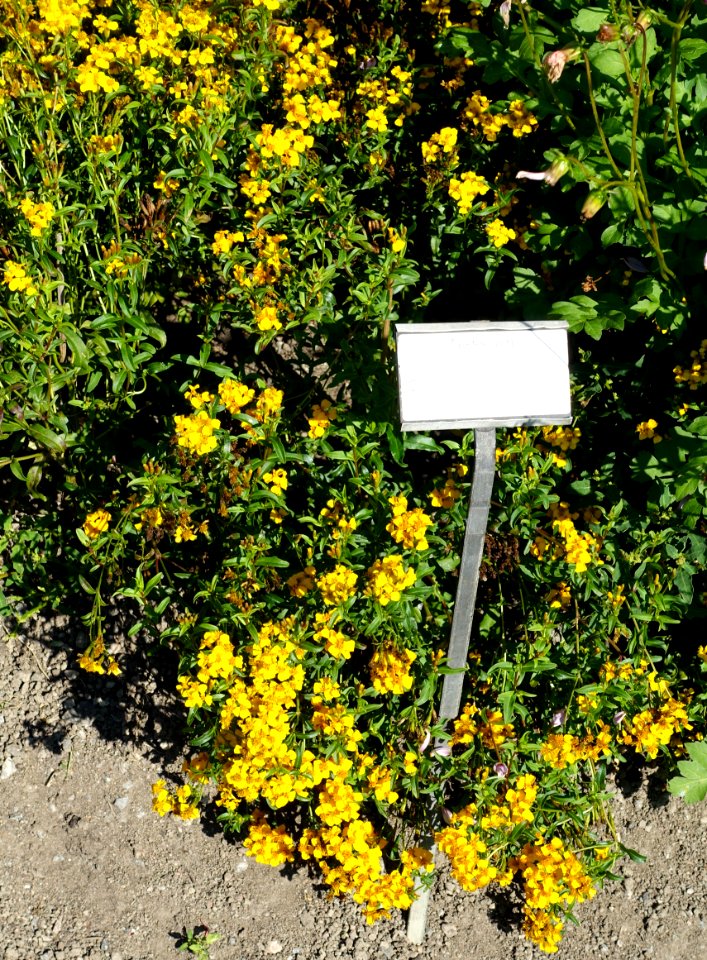Tagetes lucida - Bergianska trädgården - Stockholm, Sweden - DSC00157