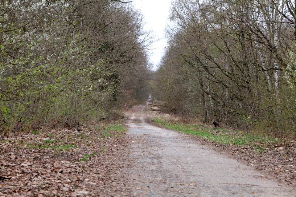 Taunus forest in Ober-Mörlen 2021-04-02 30