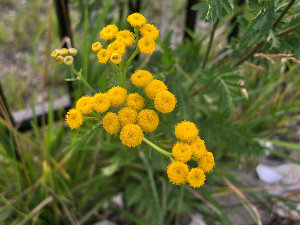 Tanacetum vulgare, 2015-07-18, Beechview, 02