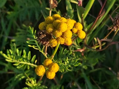 Tanacetum vulgare 108056334