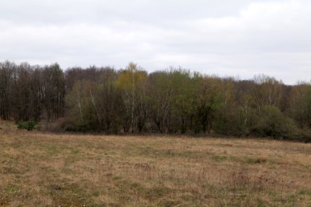 Taunus forest in Ober-Mörlen 2021-04-02 19
