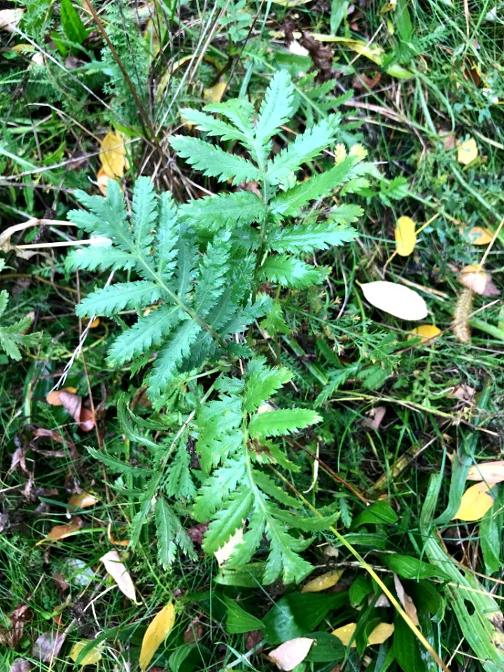 Tanacetum vulgare 55075496