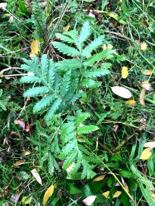 Tanacetum vulgare 55075496