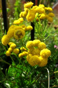 Tanacetum vulgare, 2020-10-04, Beechview, 03