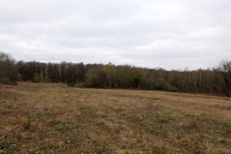 Taunus forest in Ober-Mörlen 2021-04-02 17