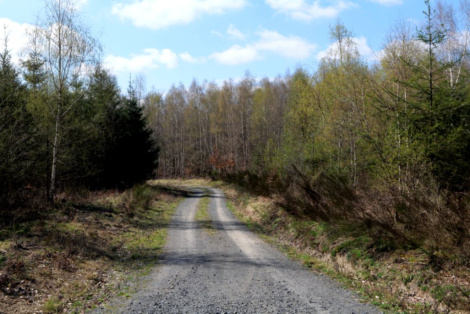 Taunus forest in Ober-Mörlen 2021-04-02 120