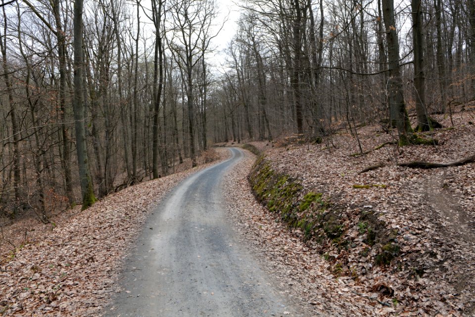 Taunus forest in Ober-Mörlen 2021-04-02 112