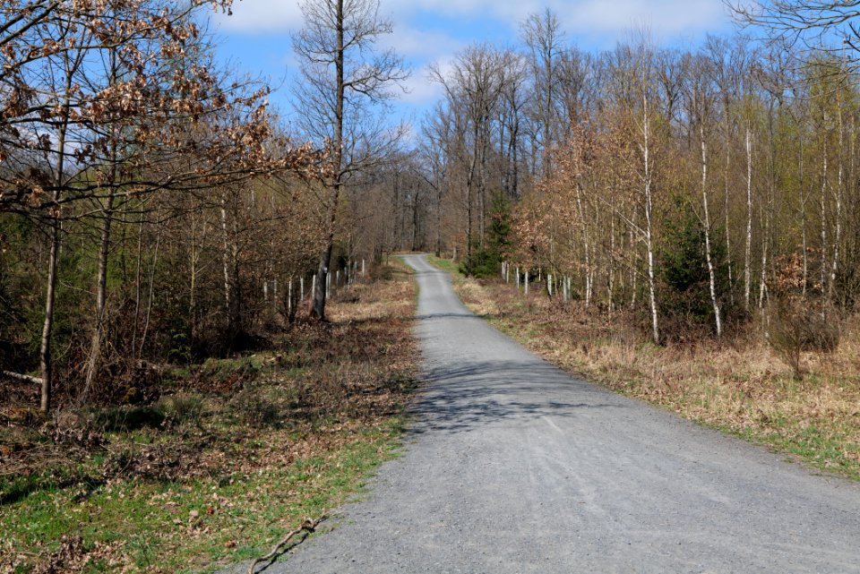 Taunus forest in Ober-Mörlen 2021-04-02 119