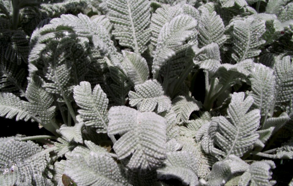 Tanacetum densum amanii