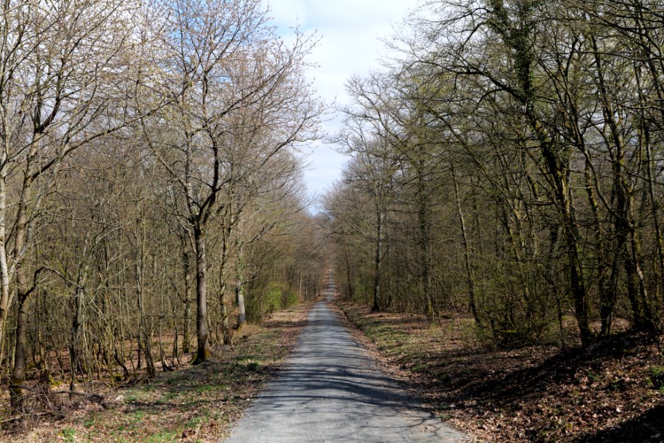 Taunus forest in Ober-Mörlen 2021-04-02 116