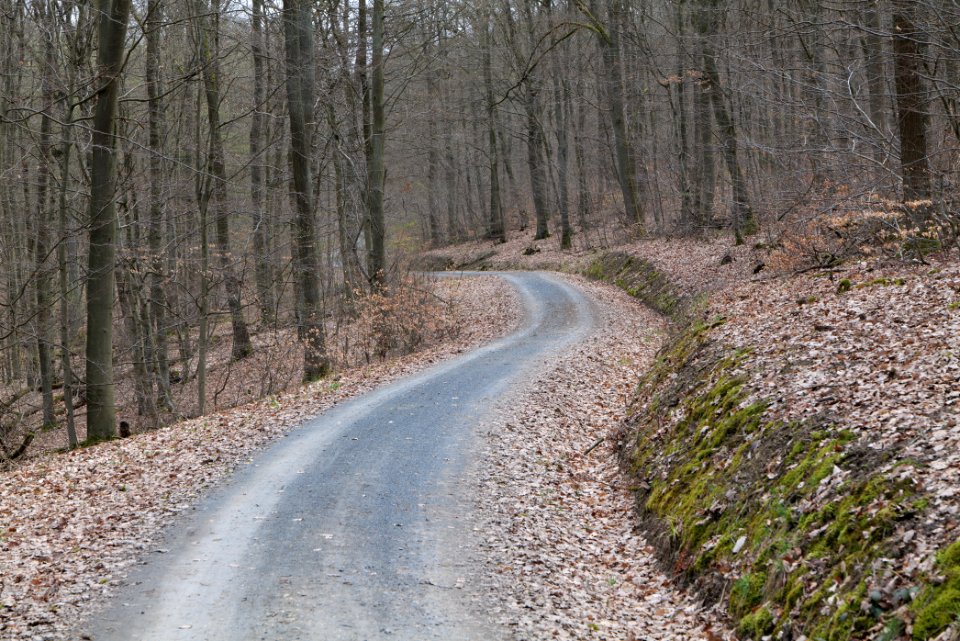 Taunus forest in Ober-Mörlen 2021-04-02 113