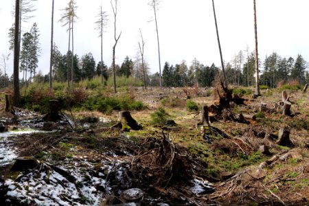 Taunus forest Dornholzhausen 2021-04-06 17