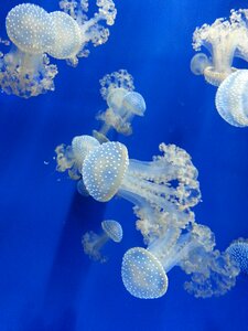 Genova's aquarium genoa aquarium