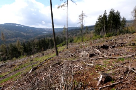 Taunus forest Oberstedten 2021-04-06 23