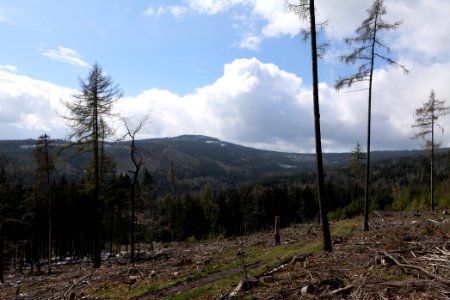 Taunus forest Oberstedten 2021-04-06 18