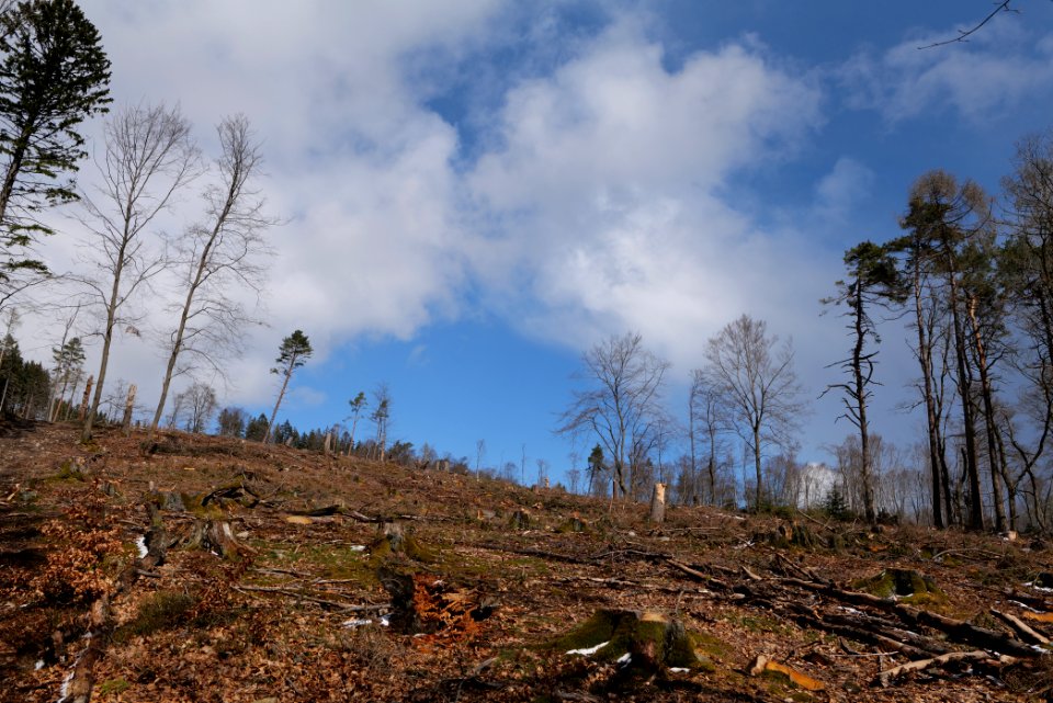 Taunus forest Oberstedten 2021-04-06 16
