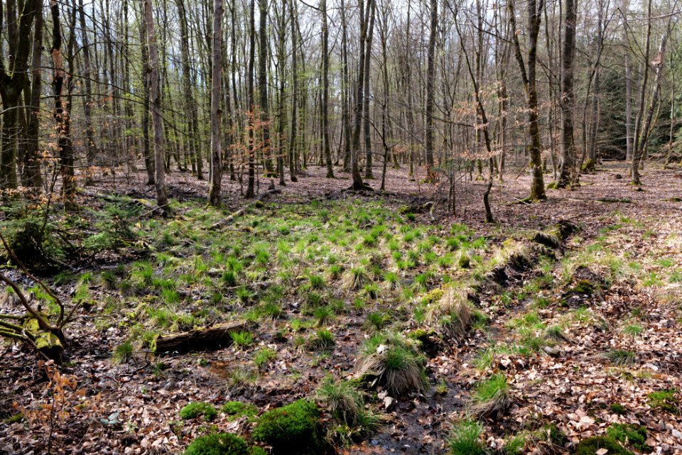 Taunus forest Oberstedten 2021-04-06 34