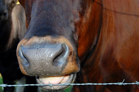 Fence pasture cows