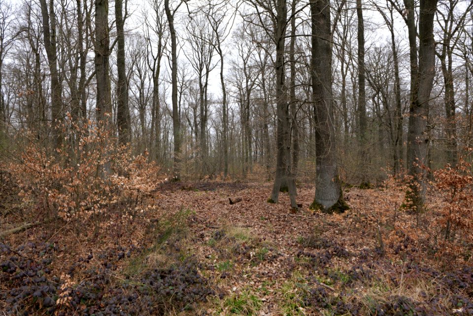 Taunus forest Ockstadt 2021-04-02 23