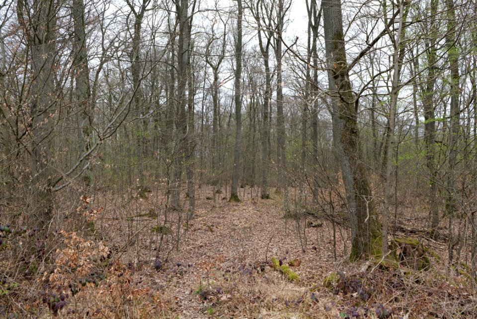 Taunus forest Ockstadt 2021-04-02 18