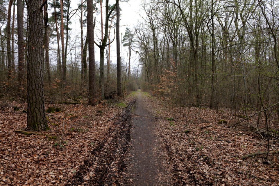 Taunus forest Ockstadt 2021-04-02 14