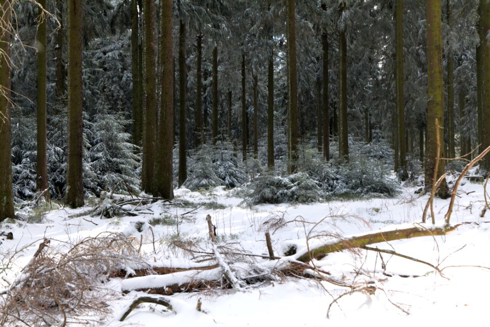 Taunus forest Oberursel with snow 2021-04-06 07