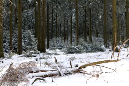 Taunus forest Oberursel with snow 2021-04-06 07