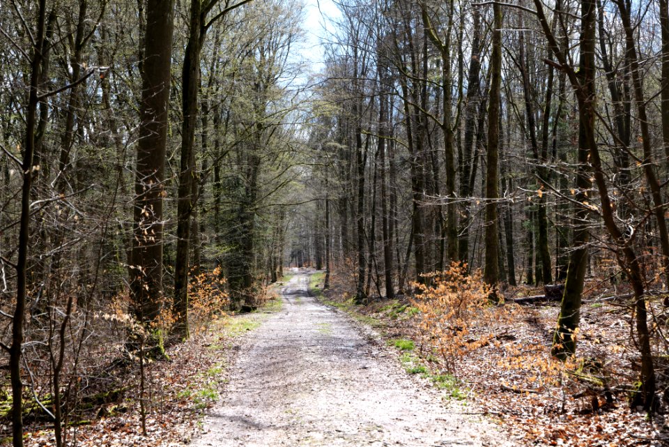 Taunus forest Oberstedten 2021-04-06 31