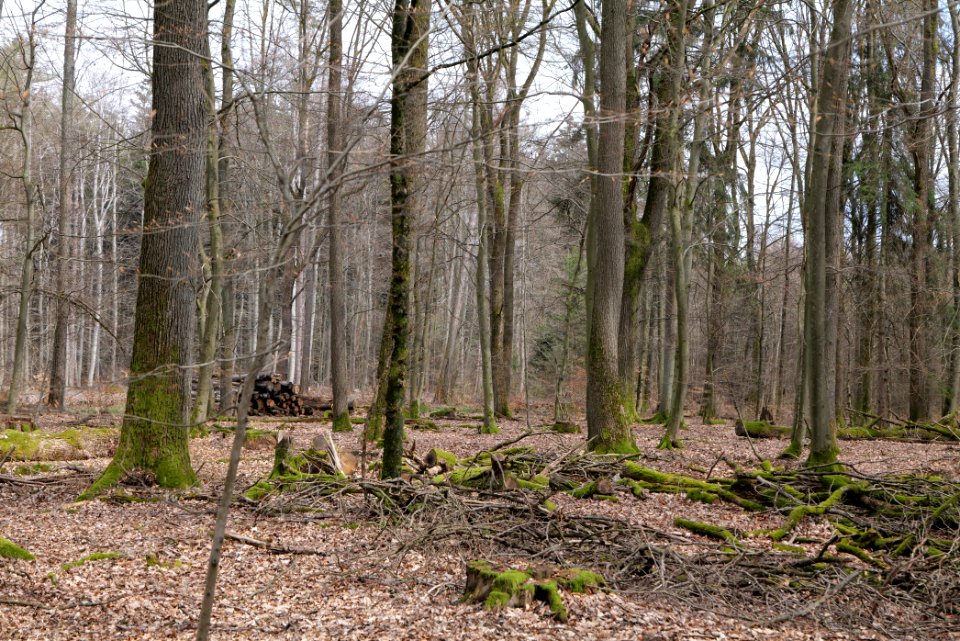 Taunus forest Oberstedten 2021-04-06 41