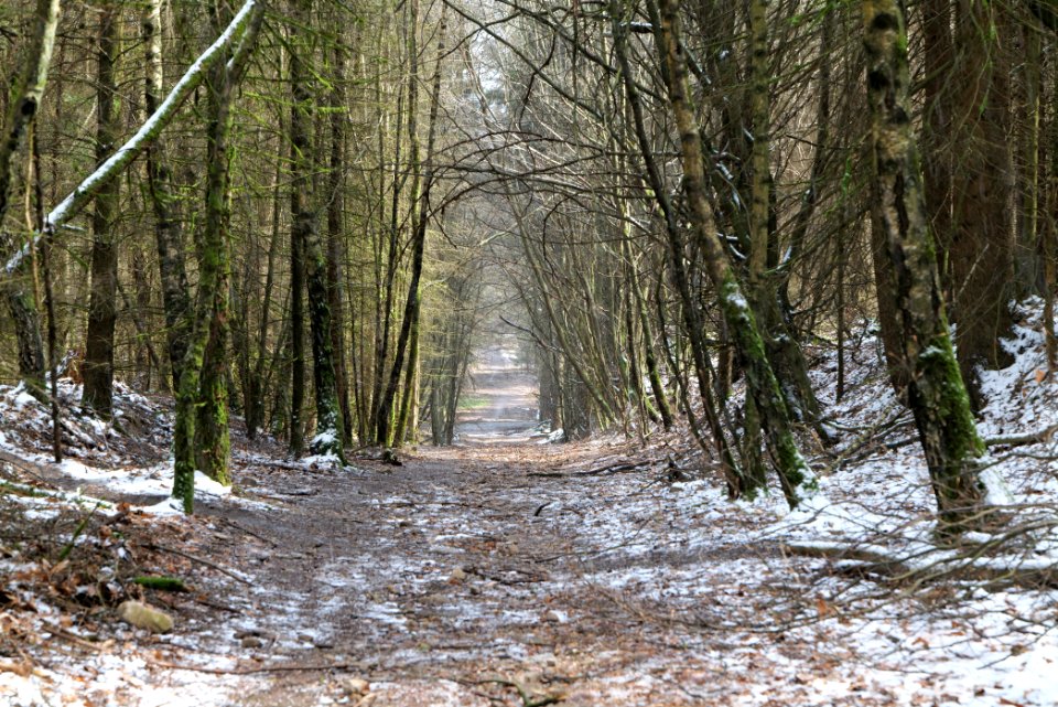 Taunus forest Dornholzhausen 2021-04-06 28