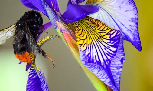 Nature bumblebee iris