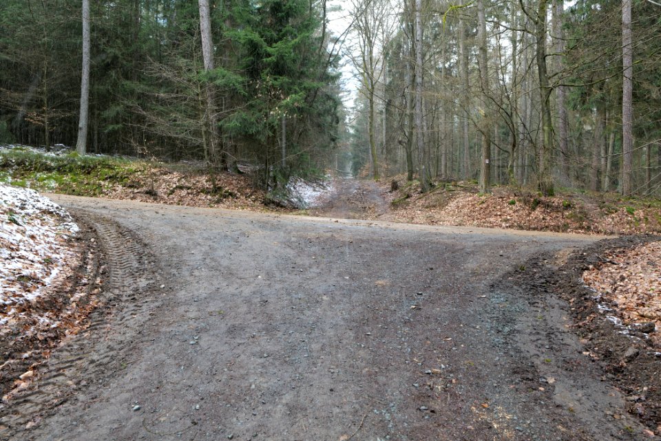 Taunus forest Dornholzhausen 2021-04-06 24