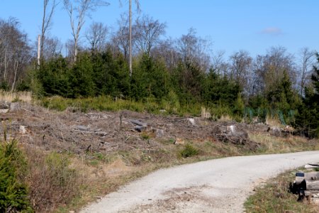 Taunus forest in Ober Rosbach 2021-04-02 27