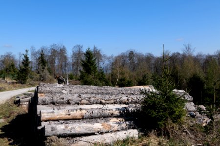Taunus forest in Ober Rosbach 2021-04-02 28